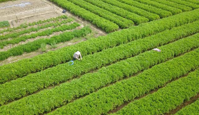 大美中国&middot;壮美广西0412|春暖茶飘香 茶农采茶忙